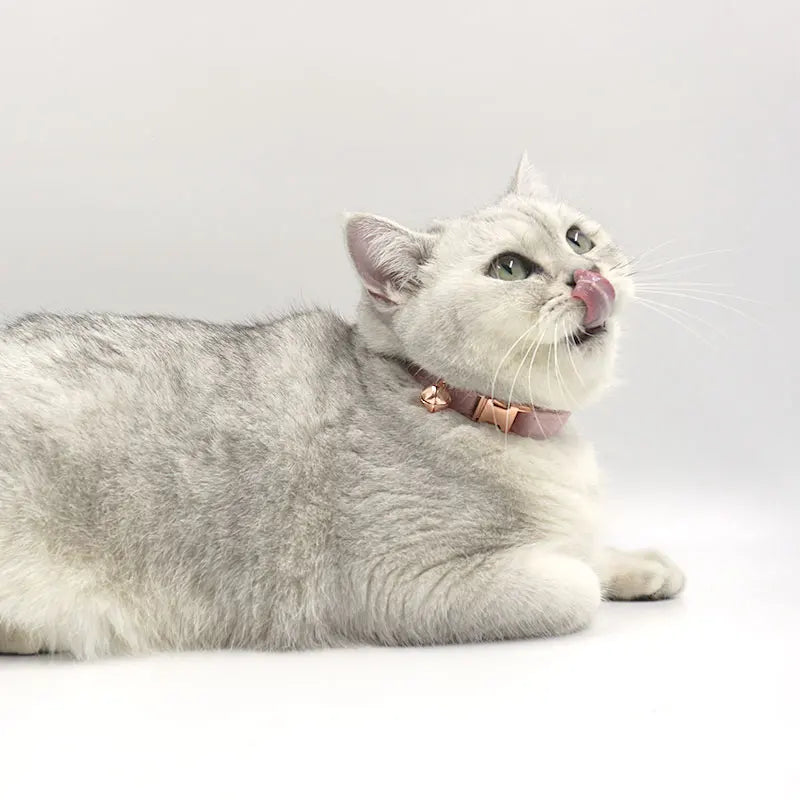 Zgardă Pisici cu Clopoțel din Catifea Toate Mărimile | Animalique