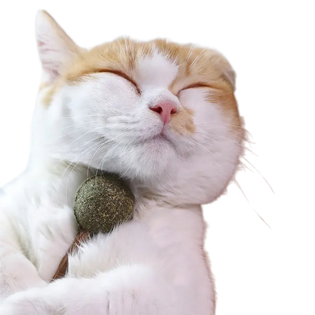 Acadea Pisici cu Iarba Mâței Catnip Curățare Dinți 17g | Animalique
