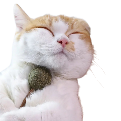Acadea Pisici cu Iarba Mâței Catnip Curățare Dinți 17g | Animalique